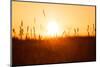 Dreamy Summer Grass Background at Sunset-rtsubin-Mounted Photographic Print