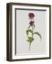 Dreary Purple Gentian-Moritz Michael Daffinger-Framed Art Print