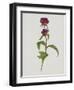 Dreary Purple Gentian-Moritz Michael Daffinger-Framed Art Print