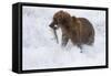 Drenched Grizzly Bear (Ursus Arctos) Carries its Prize-Lynn M^ Stone-Framed Stretched Canvas