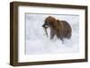 Drenched Grizzly Bear (Ursus Arctos) Carries its Prize-Lynn M^ Stone-Framed Photographic Print