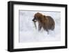 Drenched Grizzly Bear (Ursus Arctos) Carries its Prize-Lynn M^ Stone-Framed Photographic Print