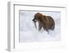 Drenched Grizzly Bear (Ursus Arctos) Carries its Prize-Lynn M^ Stone-Framed Photographic Print