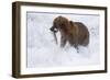 Drenched Grizzly Bear (Ursus Arctos) Carries its Prize-Lynn M^ Stone-Framed Photographic Print