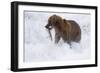 Drenched Grizzly Bear (Ursus Arctos) Carries its Prize-Lynn M^ Stone-Framed Photographic Print