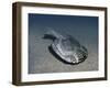 Drepanaspis Is a Jawless Fish from the Early Devonian of Germany-Stocktrek Images-Framed Art Print