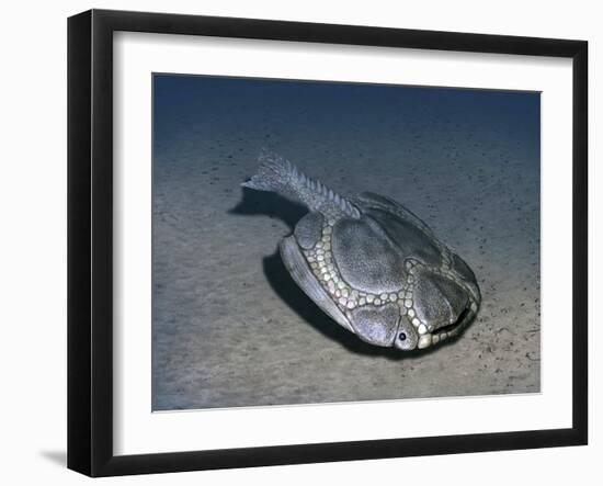 Drepanaspis Is a Jawless Fish from the Early Devonian of Germany-Stocktrek Images-Framed Art Print