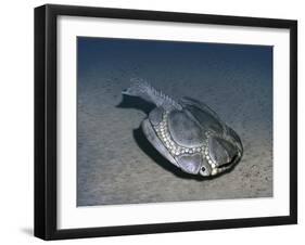 Drepanaspis Is a Jawless Fish from the Early Devonian of Germany-Stocktrek Images-Framed Art Print