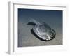 Drepanaspis Is a Jawless Fish from the Early Devonian of Germany-Stocktrek Images-Framed Art Print