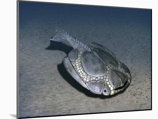 Drepanaspis Is a Jawless Fish from the Early Devonian of Germany-Stocktrek Images-Mounted Art Print