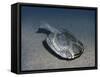 Drepanaspis Is a Jawless Fish from the Early Devonian of Germany-Stocktrek Images-Framed Stretched Canvas