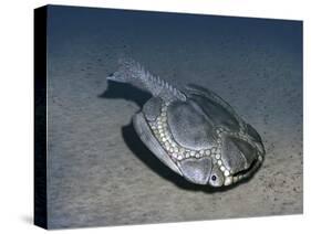 Drepanaspis Is a Jawless Fish from the Early Devonian of Germany-Stocktrek Images-Stretched Canvas