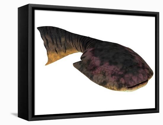 Drepanaspis Is an Extinct Species of Primitive Jawless Fish-null-Framed Stretched Canvas