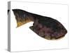 Drepanaspis Is an Extinct Species of Primitive Jawless Fish-null-Stretched Canvas