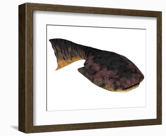 Drepanaspis Is an Extinct Species of Primitive Jawless Fish-null-Framed Art Print