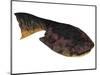 Drepanaspis Is an Extinct Species of Primitive Jawless Fish-null-Mounted Art Print