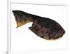 Drepanaspis Is an Extinct Species of Primitive Jawless Fish-null-Framed Art Print