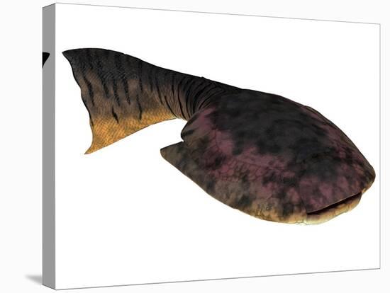 Drepanaspis Is an Extinct Species of Primitive Jawless Fish-null-Stretched Canvas