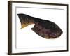 Drepanaspis Is an Extinct Species of Primitive Jawless Fish-null-Framed Art Print