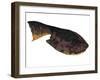 Drepanaspis Is an Extinct Species of Primitive Jawless Fish-null-Framed Art Print