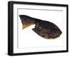 Drepanaspis Is an Extinct Species of Primitive Jawless Fish-null-Framed Art Print