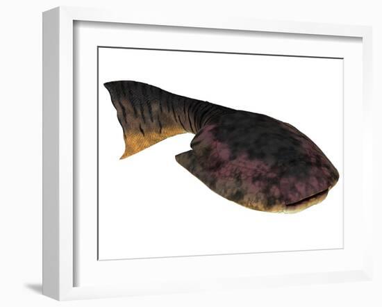 Drepanaspis Is an Extinct Species of Primitive Jawless Fish-null-Framed Art Print