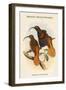 Drepanoris Cervinicauda - Bennett's Bird of Paradise-John Gould-Framed Art Print