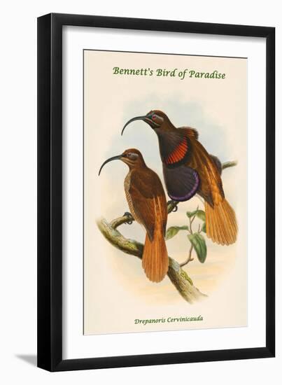 Drepanoris Cervinicauda - Bennett's Bird of Paradise-John Gould-Framed Art Print