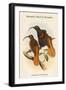 Drepanoris Cervinicauda - Bennett's Bird of Paradise-John Gould-Framed Art Print