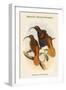 Drepanoris Cervinicauda - Bennett's Bird of Paradise-John Gould-Framed Art Print