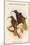 Drepanoris Cervinicauda - Bennett's Bird of Paradise-John Gould-Mounted Art Print