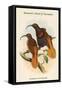 Drepanoris Cervinicauda - Bennett's Bird of Paradise-John Gould-Framed Stretched Canvas