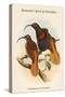 Drepanoris Cervinicauda - Bennett's Bird of Paradise-John Gould-Stretched Canvas