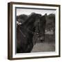 Dressage - The Collection-Pete Kelly-Framed Giclee Print