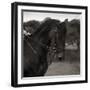 Dressage - The Collection-Pete Kelly-Framed Giclee Print