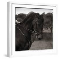 Dressage - The Collection-Pete Kelly-Framed Giclee Print