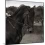 Dressage - The Collection-Pete Kelly-Mounted Giclee Print