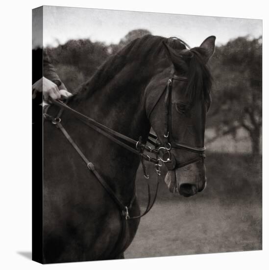 Dressage - The Collection-Pete Kelly-Stretched Canvas
