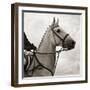 Dressage - The Counter-Pete Kelly-Framed Giclee Print