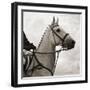 Dressage - The Counter-Pete Kelly-Framed Giclee Print