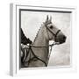 Dressage - The Counter-Pete Kelly-Framed Giclee Print