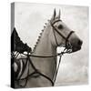 Dressage - The Counter-Pete Kelly-Stretched Canvas