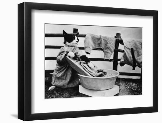 Dressed Up Cat Washing Clothes in Wash Tub-null-Framed Premium Photographic Print