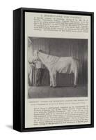 Dressing Ponies for Protection Against the Tsetse Fly-null-Framed Stretched Canvas