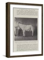 Dressing Ponies for Protection Against the Tsetse Fly-null-Framed Giclee Print