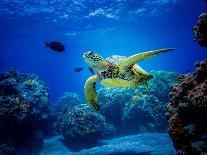 Green Sea Turtle in Hawaii-drewsulockcreations-Photographic Print