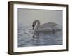 Dribbling Swan-Bruce Dumas-Framed Giclee Print