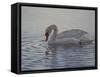 Dribbling Swan-Bruce Dumas-Framed Stretched Canvas