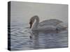 Dribbling Swan-Bruce Dumas-Stretched Canvas