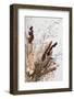 Dried_001-1x Studio III-Framed Photographic Print